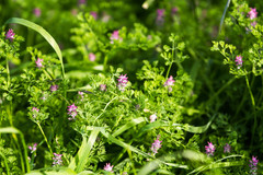 Fumaria densiflora
