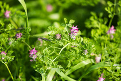 Fumaria densiflora