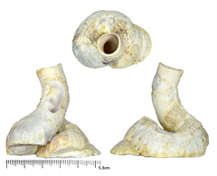 Thylacodes adamsii
