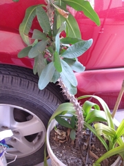 Euphorbia × lomi