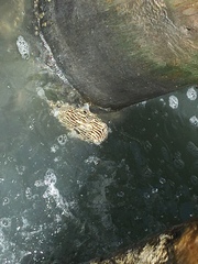 Chilomycterus schoepfii