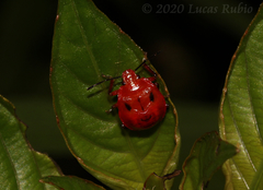 Supputius cincticeps