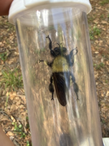 Unknown species found near Montgomery, TX, US