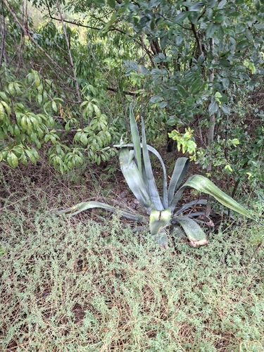 American century plant