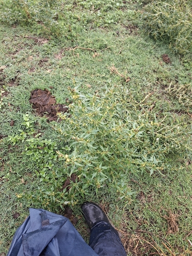 spiny cocklebur