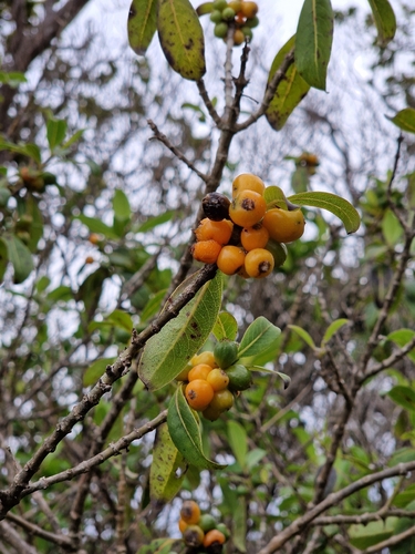 Coprosma waimeae observed 2026-03-24