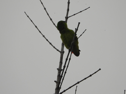 Blue-crowned Hanging Parrot (Loriculus galgulus), photo 3