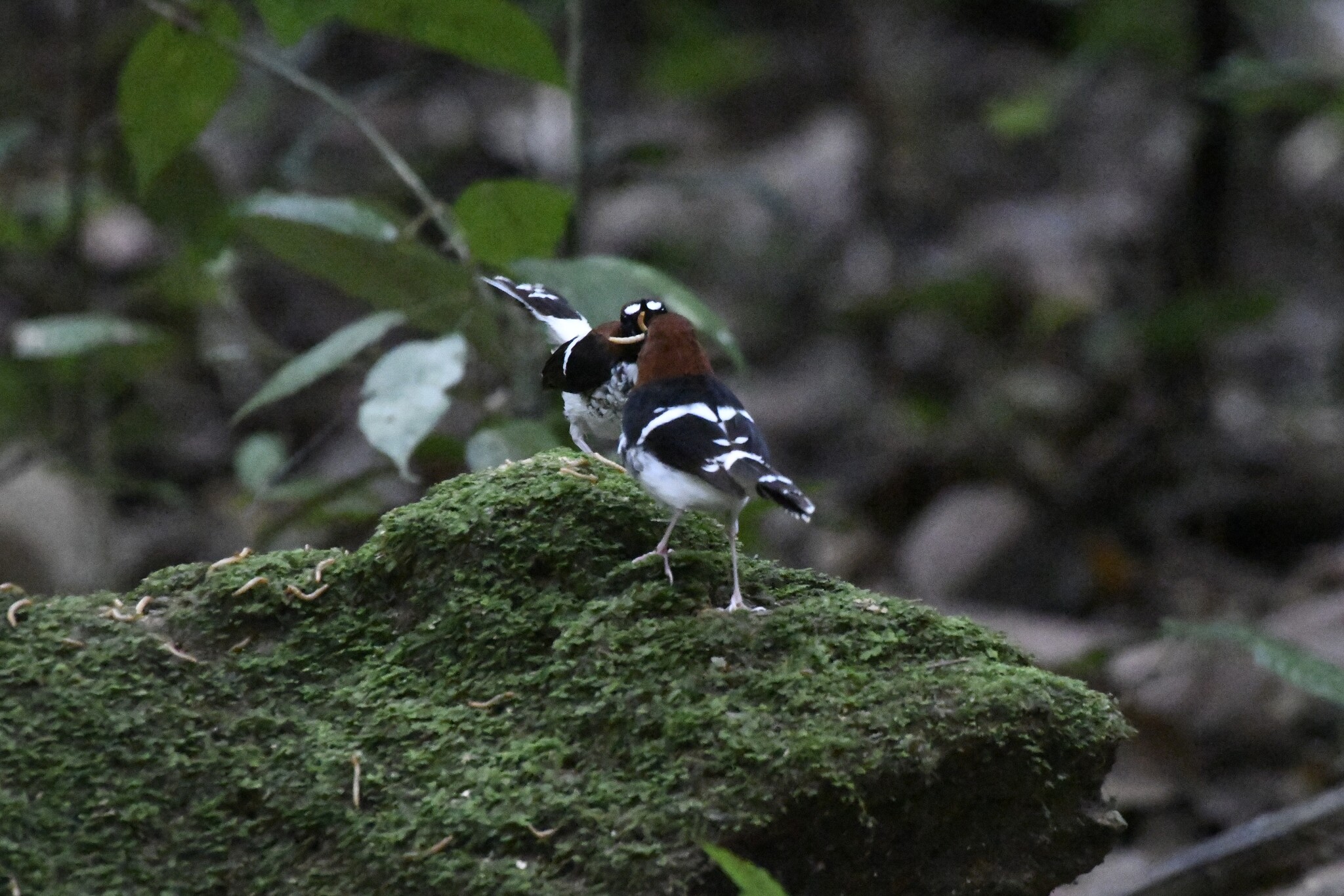 Chestnut-naped Forktail (Enicurus ruficapillus), photo 10