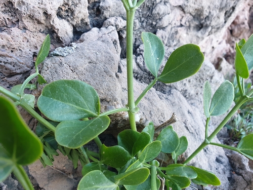 Syrian bean-caper (Zygophyllum fabago)