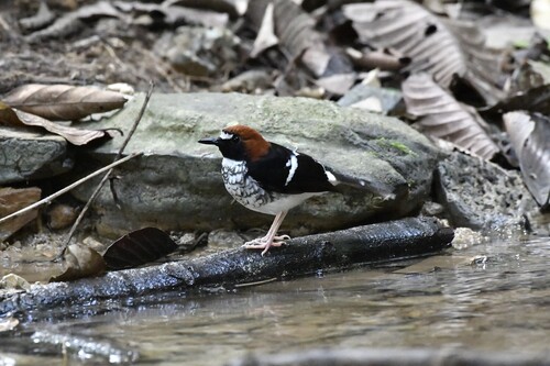 Chestnut-naped Forktail (Enicurus ruficapillus), photo 3