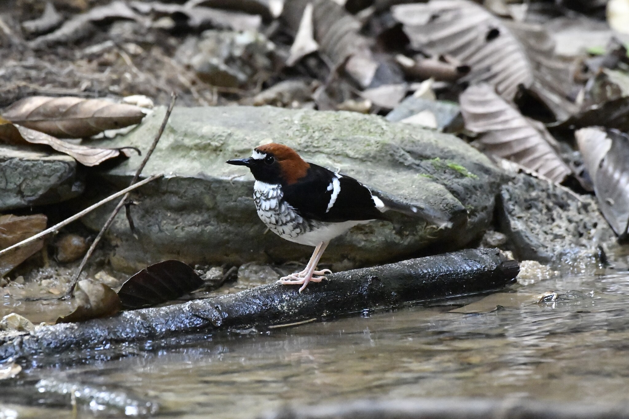 Chestnut-naped Forktail (Enicurus ruficapillus), photo 3