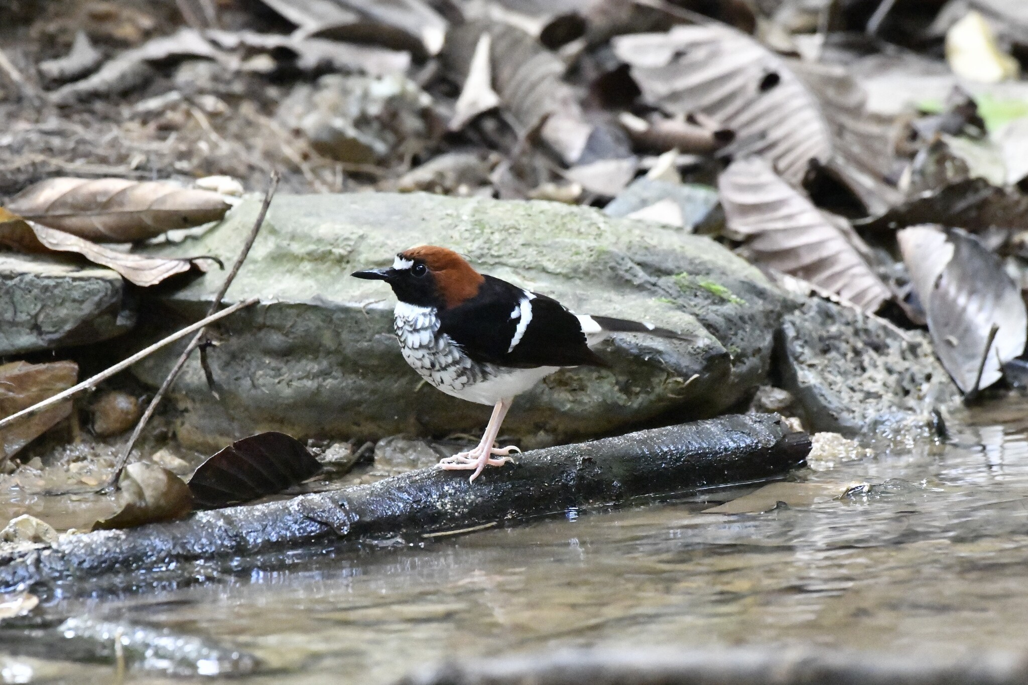 Chestnut-naped Forktail (Enicurus ruficapillus), photo 4