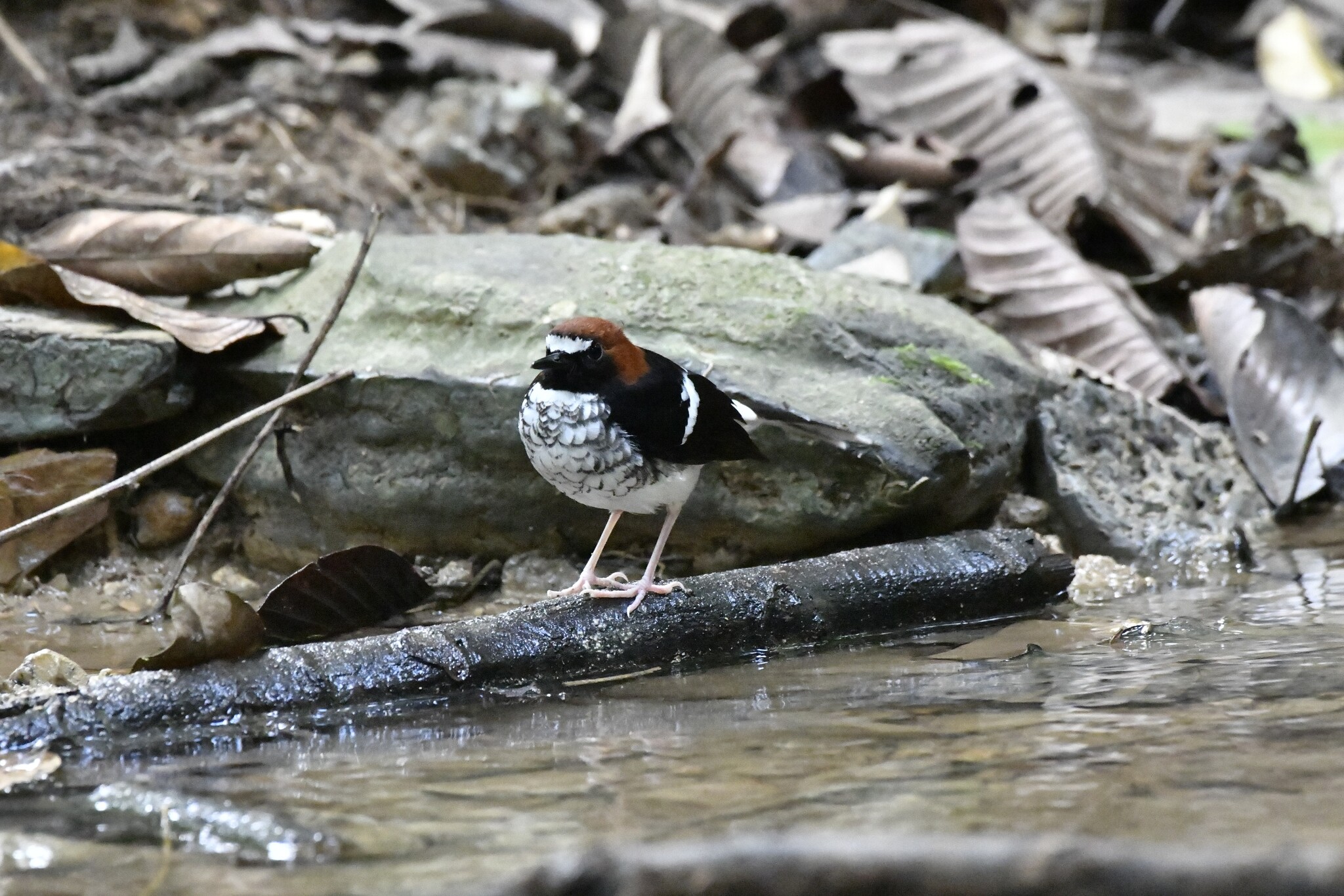 Chestnut-naped Forktail (Enicurus ruficapillus), photo 7