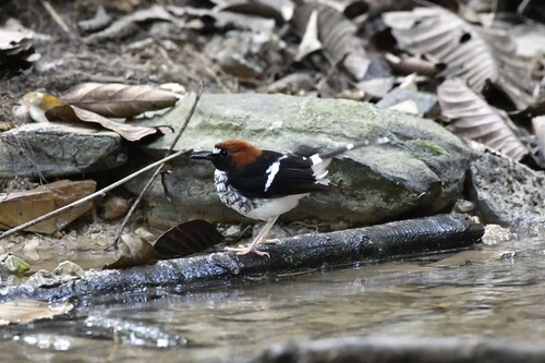 Chestnut-naped Forktail (Enicurus ruficapillus), photo 8