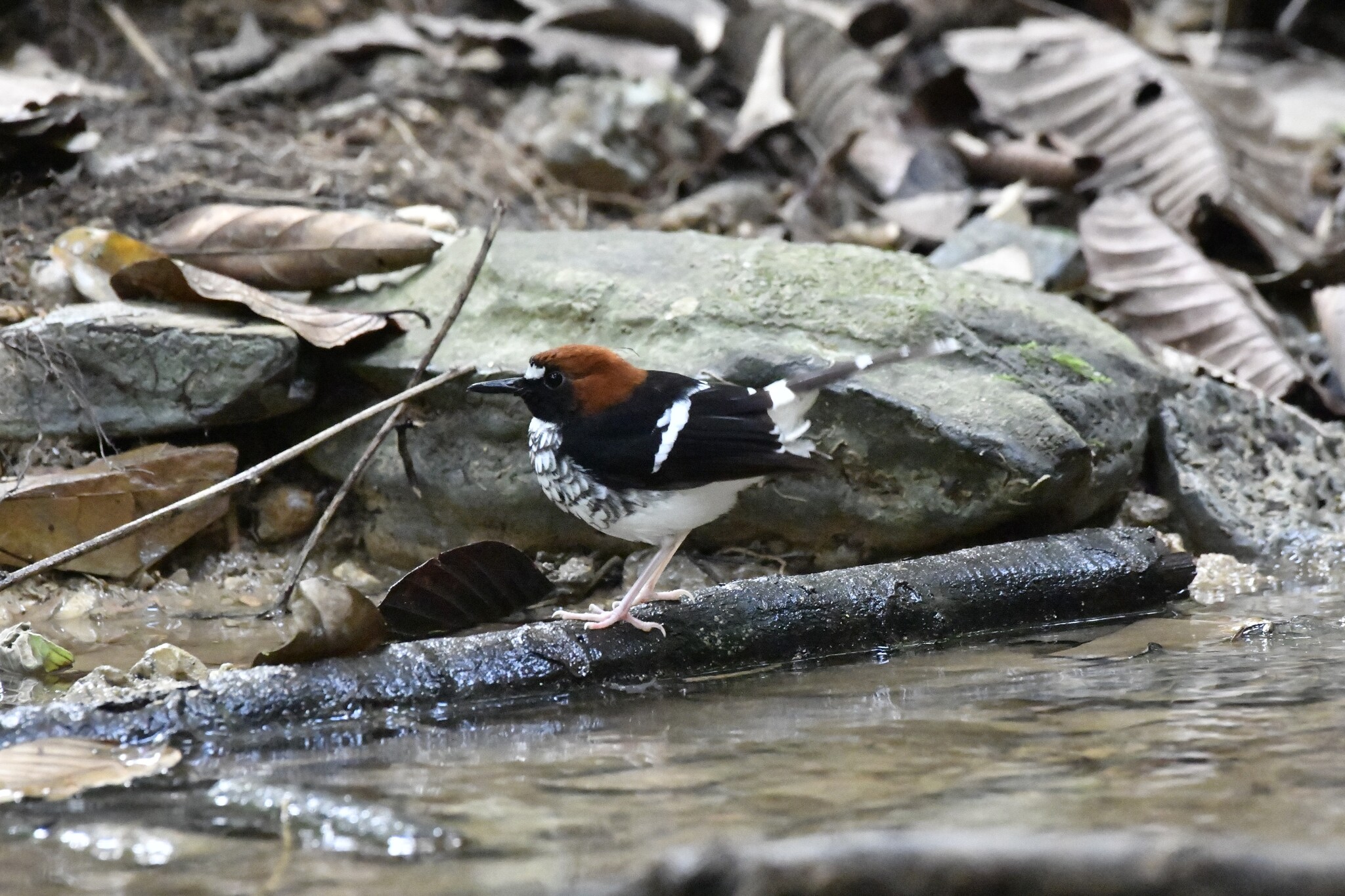 Chestnut-naped Forktail (Enicurus ruficapillus), photo 8
