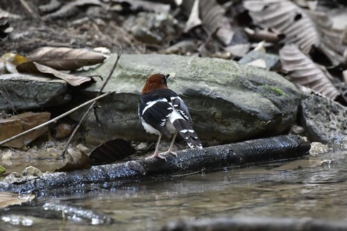 Chestnut-naped Forktail (Enicurus ruficapillus), photo 9