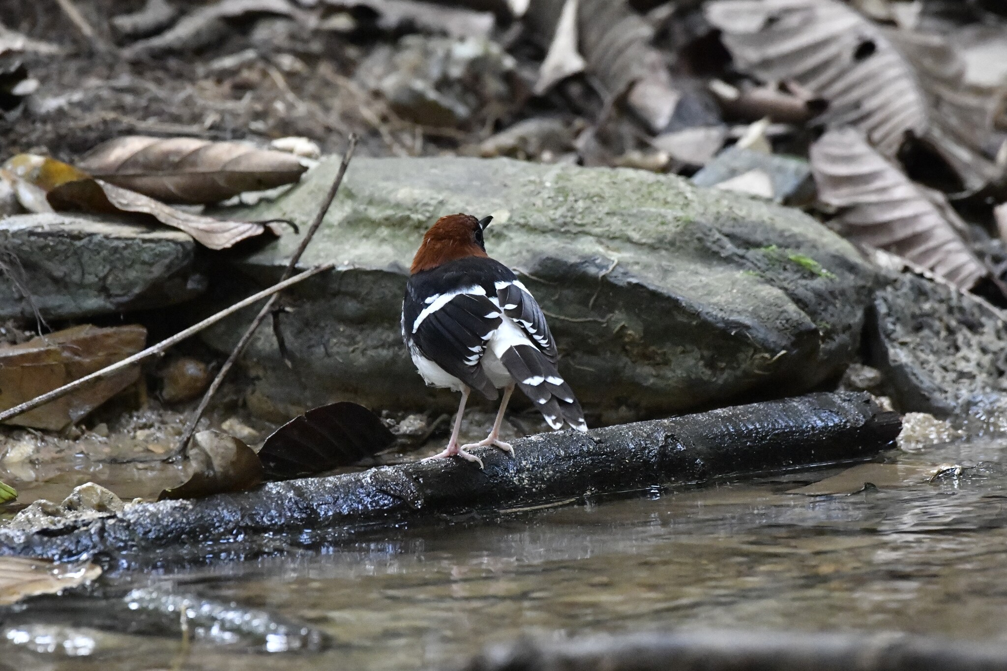 Chestnut-naped Forktail (Enicurus ruficapillus), photo 9