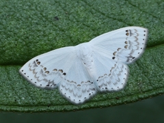 Teldenia alba