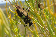 Scaphura elegans