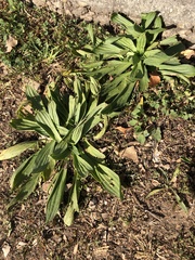 Plantago australis