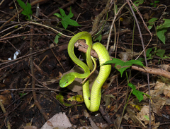 Trimeresurus insularis
