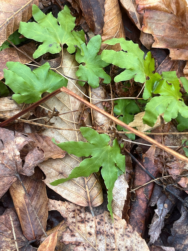 Hartford fern (Lygodium palmatum)