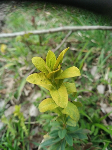 Endophyllum euphorbiae-sylvaticae, 2026-03-27