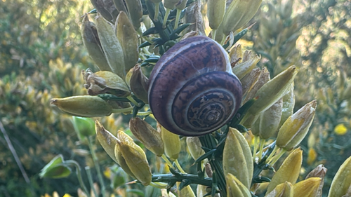 Portugala inchoata