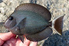 Blue-Lined Surgeonfish photo 2