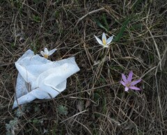 Crocus reticulatus, photograph (c) Roman, some rights reserved (CC BY)