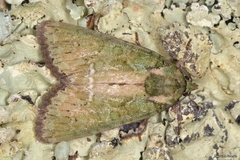 Polyphaenis sericata