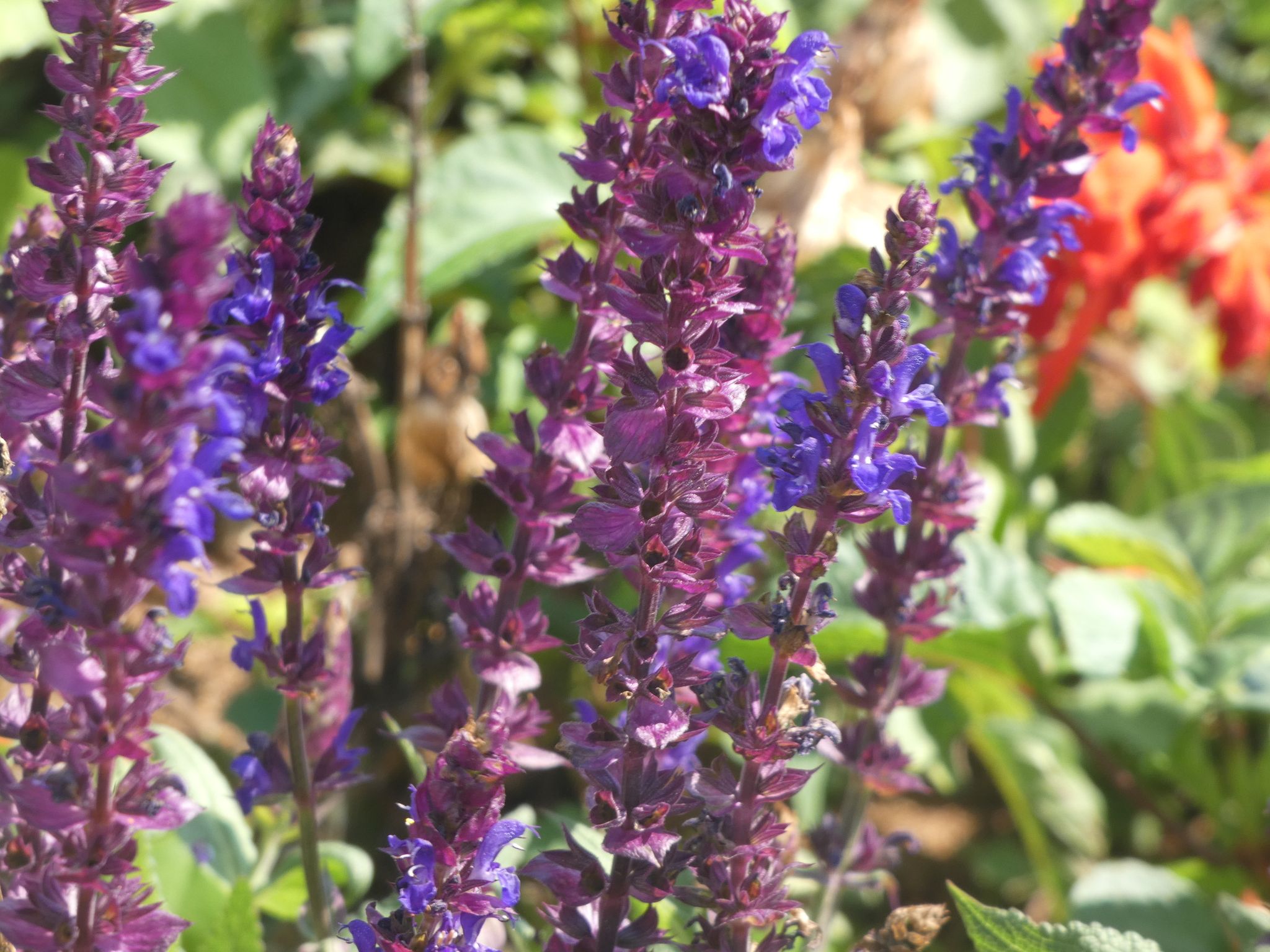 Šalvěj hajní Caradonna — foto