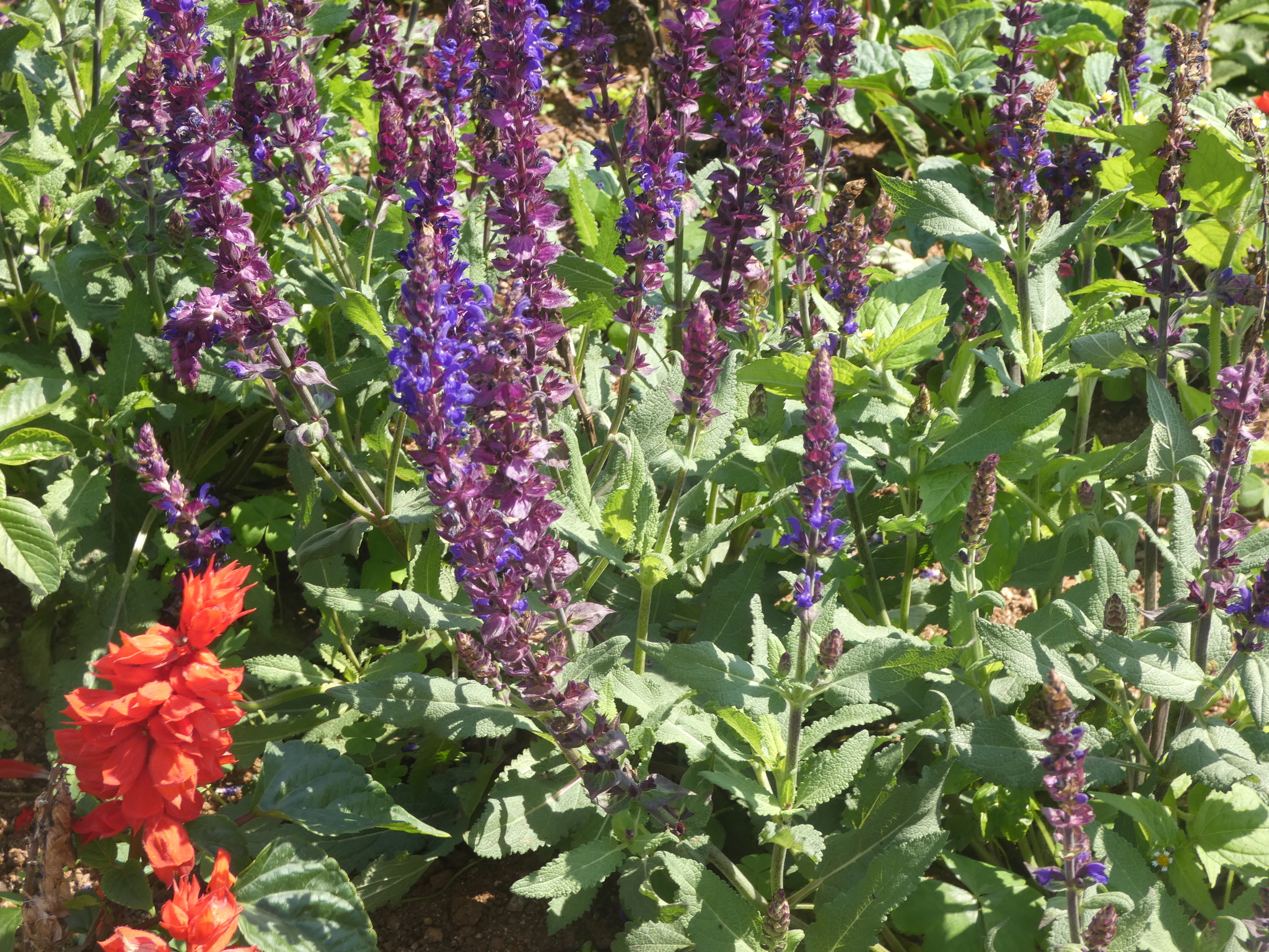 Šalvěj hajní Schwellenburg — foto