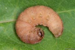 Polyphaenis sericata