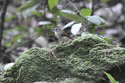 Fulvous-chested Jungle Flycatcher (Cyornis olivaceus), photo 9