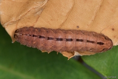 Polyphaenis sericata