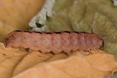 Polyphaenis sericata