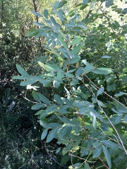 Phyllanthus sellowianus