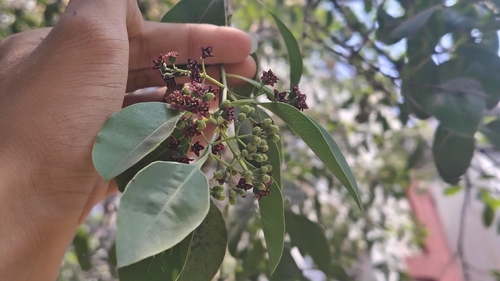 Sandalwood (Santalum album)