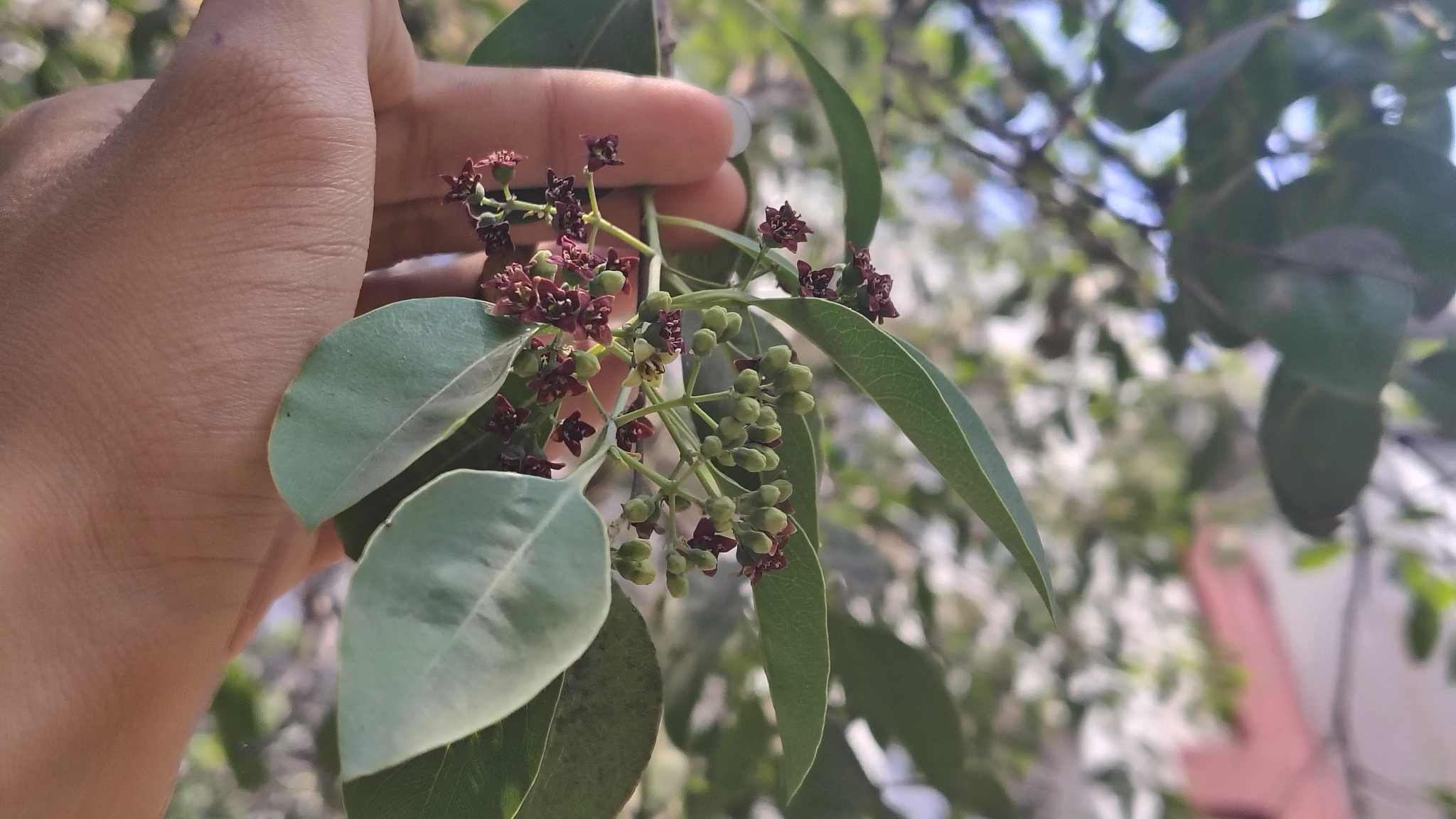 Sandalwood (Santalum album)