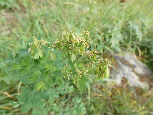 French meadow-rue (Thalictrum aquilegiifolium)