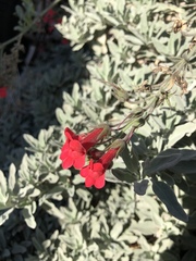 Gambelia