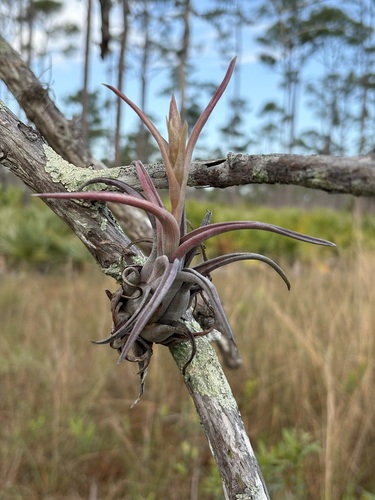 Potbelly Airplant (Tillandsia paucifolia)