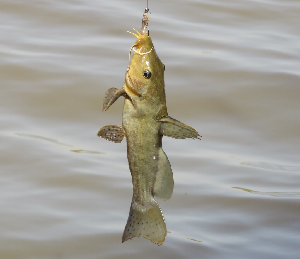 Catfish (Auchenoglanis biscutatus) — Claroteidae