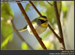 Black-Faced Warbler photo 3