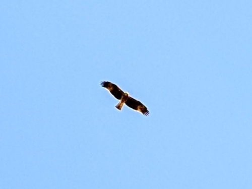 Avistamiento Aguila calzada