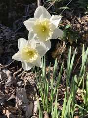 Narcissus × incomparabilis