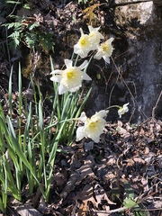 Narcissus × incomparabilis