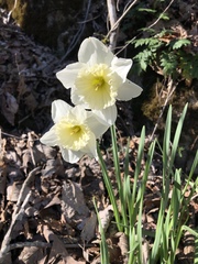 Narcissus × incomparabilis