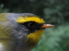 Black-Faced Warbler photo 2